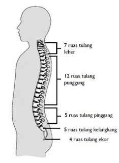 Fungsi tulang belakang - KORSET TULANG BELAKANG | KORSET TULANG BELAKANG