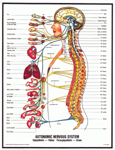 korset tulang belakang
