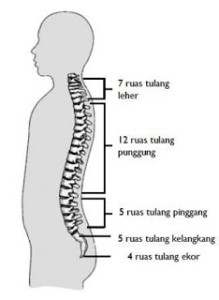 fungsi tulang belakang